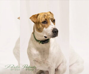 Mutt Dogs for adoption in Rosenberg, TX, USA