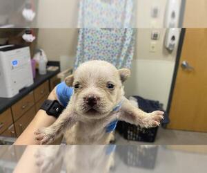 Chihuahua-Unknown Mix Dogs for adoption in Modesto, CA, USA