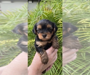 Yorkshire Terrier Puppy for sale in NORTH VENICE, FL, USA
