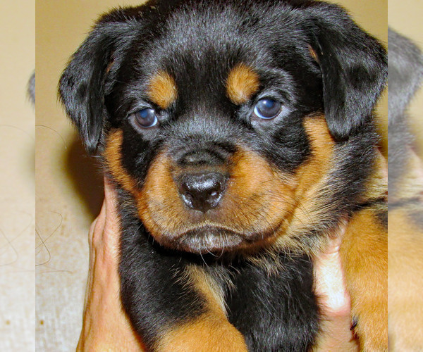 Medium Photo #7 Rottweiler Puppy For Sale in SPOKANE, WA, USA