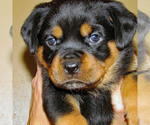 Small Photo #7 Rottweiler Puppy For Sale in SPOKANE, WA, USA
