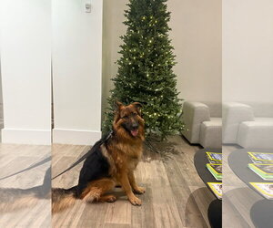 COURTESY POST: Pasquale - Male German Shepherd Dog Dog for Adoption - Photo #2