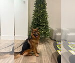 Small #1 German Shepherd Dog