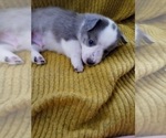 Small Photo #51 Australian Shepherd-Pembroke Welsh Corgi Mix Puppy For Sale in GALLEGOS, NM, USA