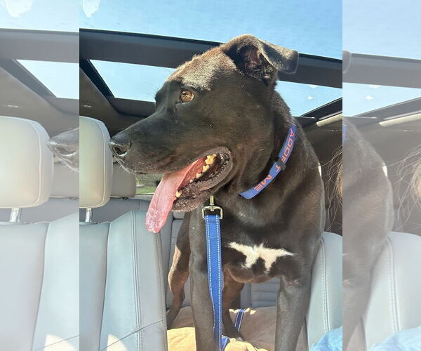 Medium Photo #13 Mutt Puppy For Sale in Myrtle Beach, SC, USA