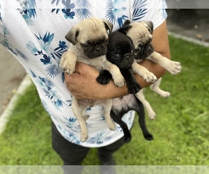 Pug Puppy for sale in DENVER, CO, USA