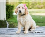 Small #3 Golden Retriever