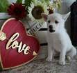 Small Photo #6 Pomsky Puppy For Sale in MANKATO, MN, USA