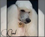 Small Photo #14 Poodle (Standard) Puppy For Sale in MANCHESTER, MI, USA