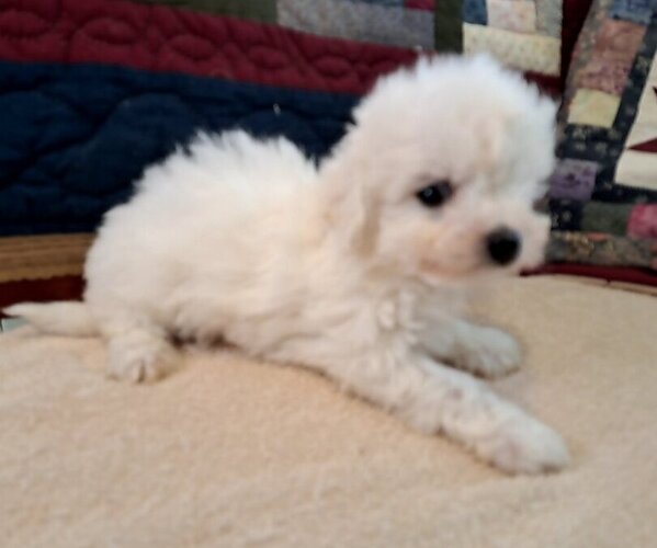 Medium Photo #3 Bichon Frise Puppy For Sale in PELHAM, NH, USA