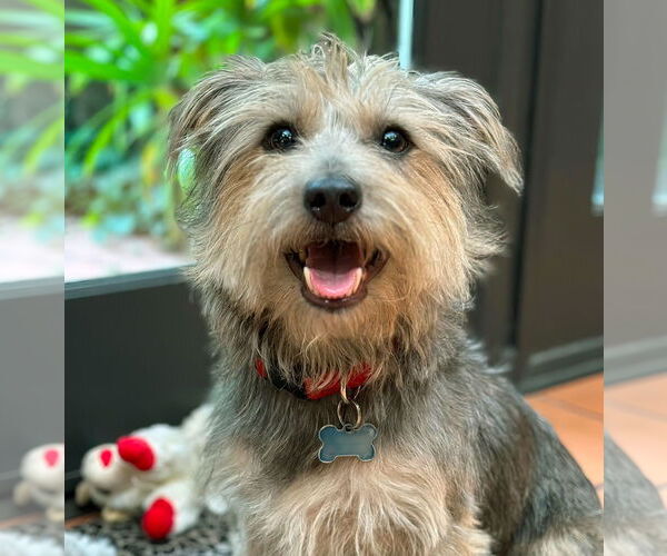 Medium Photo #5 Mutt Puppy For Sale in Marina Del Rey, CA, USA