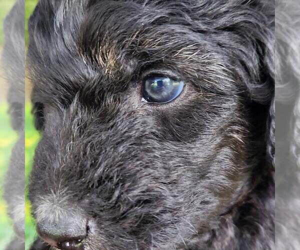Medium Photo #7 F2 Aussiedoodle Puppy For Sale in COLUMBIA, TN, USA