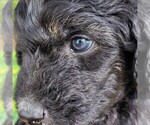 Small #6 F2 Aussiedoodle