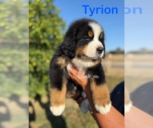 Bernese Mountain Dog Puppy for sale in NUEVO, CA, USA
