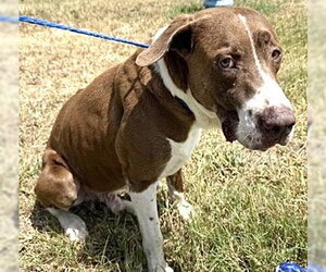 Labrador Retriever-Unknown Mix Dogs for adoption in Houston, TX, USA