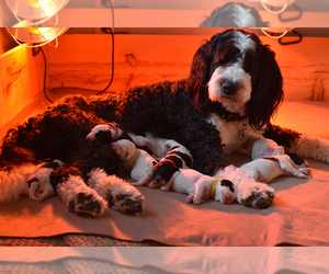 Mother of the Miniature Bernedoodle puppies born on 04/10/2019
