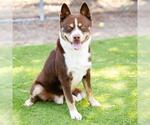 Small #1 Siberian Husky Mix