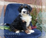 Small Bernedoodle (Miniature)