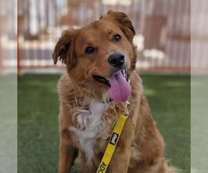Golden Retriever-Unknown Mix Dogs for adoption in Las Vegas, NV, USA