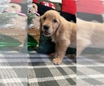 Small Photo #43 Golden Retriever Puppy For Sale in LAKELAND, FL, USA
