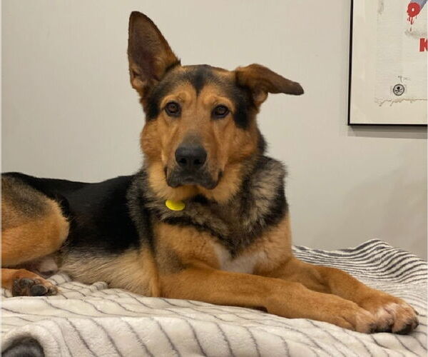 Medium Photo #1 German Shepherd Dog-Unknown Mix Puppy For Sale in Los Angeles, CA, USA