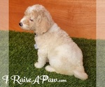 Small #7 Goldendoodle-Poodle (Standard) Mix