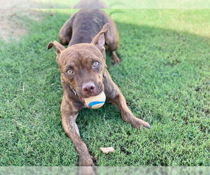 Gryffin - Female American Pit Bull Terrier-Unknown Mix Dog for Adoption - Photo #8