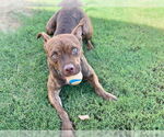 Small #7 American Pit Bull Terrier Mix