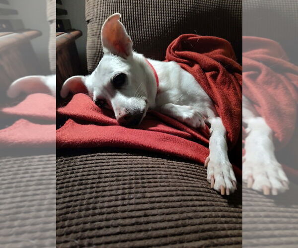 Medium Photo #3 Mutt Puppy For Sale in Candler, NC, USA