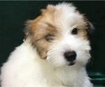 Small Photo #21 Havanese Puppy For Sale in FENTON, MO, USA