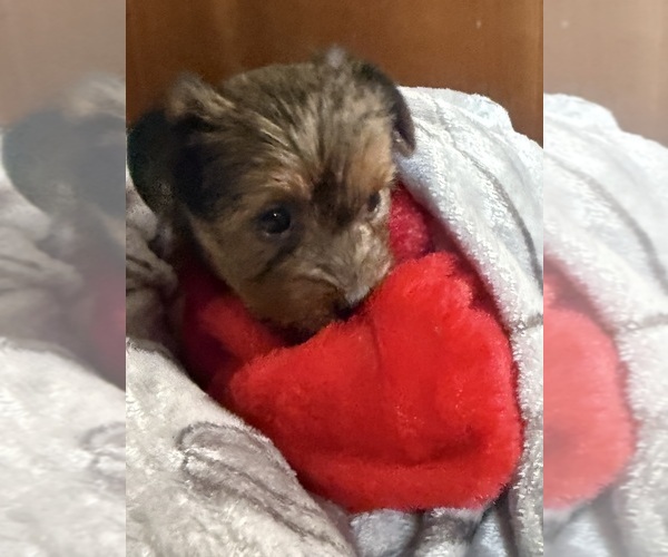 Medium Photo #4 Yorkshire Terrier Puppy For Sale in OCEANSIDE, CA, USA
