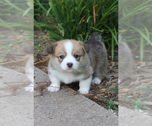 Pembroke Welsh Corgi Puppy for sale in FAIR GROVE, MO, USA