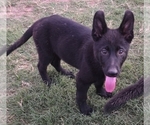 Puppy Solid black German Shepherd Dog