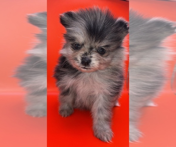 Medium Photo #18 Pomeranian Puppy For Sale in PORTLAND, ME, USA