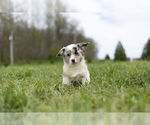 Small Photo #10 Pembroke Welsh Corgi Puppy For Sale in WARSAW, IN, USA