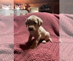 Small Photo #5 Labrador Retriever Puppy For Sale in HALIFAX, PA, USA