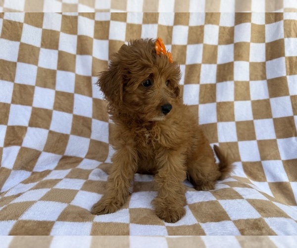 Medium Photo #6 Aussiedoodle Miniature  Puppy For Sale in LAKELAND, FL, USA