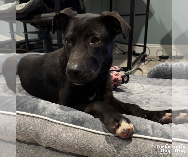 Medium Photo #6 Labrador Retriever-Unknown Mix Puppy For Sale in Washington, DC, USA