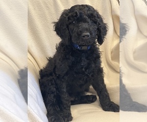 Goldendoodle Puppy for sale in MONROVIA, CA, USA