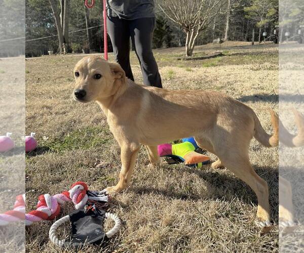 Medium Photo #4 Labrador Retriever-Unknown Mix Puppy For Sale in Yardley, PA, USA
