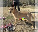 Small #3 Labrador Retriever Mix