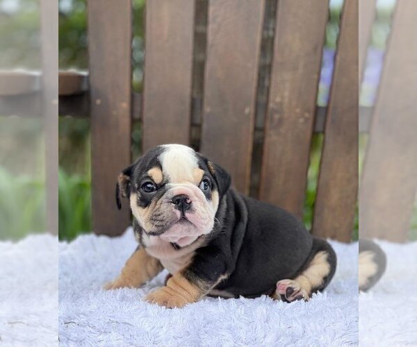 Medium Photo #2 Bulldog Puppy For Sale in CHICAGO, IL, USA