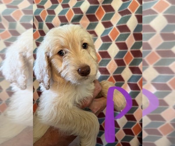 Medium Photo #9 Goldendoodle Puppy For Sale in GROTON, NY, USA