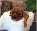Small #1 Cavalier King Charles Spaniel