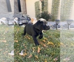 Small Photo #3 Labrador Retriever Puppy For Sale in THORNTON, CO, USA