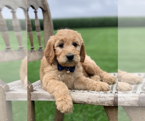 Medium Photo #1 Irish Doodle Puppy For Sale in WOOSTER, OH, USA