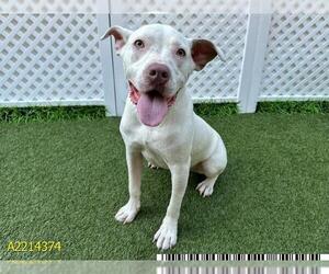 American Pit Bull Terrier Dogs for adoption in West Palm Beach, FL, USA