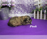 Small #4 Poodle (Toy)