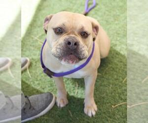 Mutt Dogs for adoption in Las Vegas, NV, USA