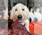 Small #1 Great Pyrenees